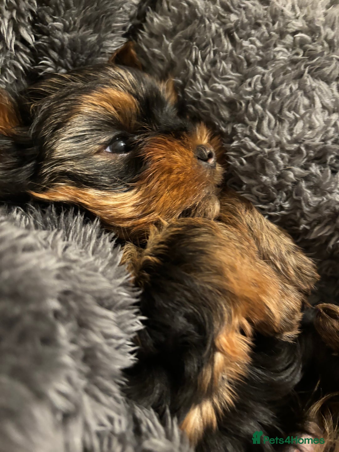 Yorkshire Terrier dogs for sale: Adorable Mini Yorkshire Terrier Puppy 🐾 - Image 7