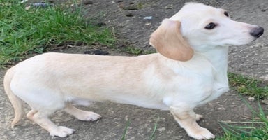 Miniature Dachshund dogs Minature cream Daschund boy  - Advert 4