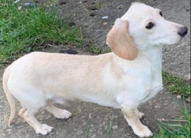 Miniature Dachshund dogs Cream Daschund boy - Advert 8