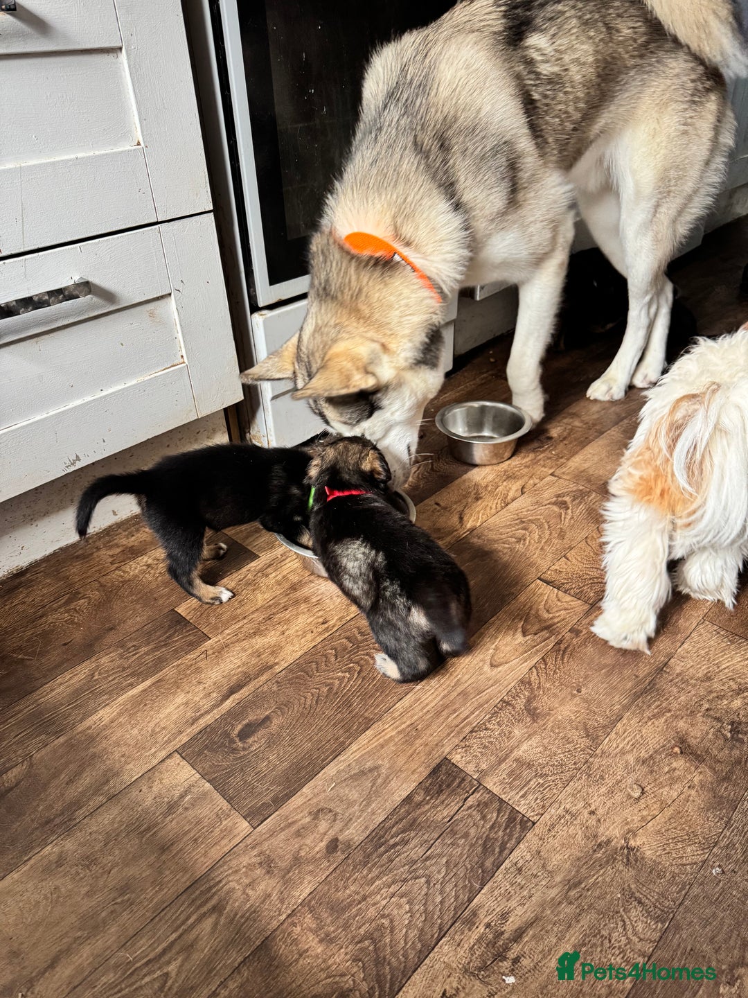 Mixed Breed dogs for sale: Sprollie x husky puppies  - Image 12