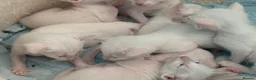 Siamese cats for sale: Lilac point & chocolate point kittens  in Leicester - Advert 16
