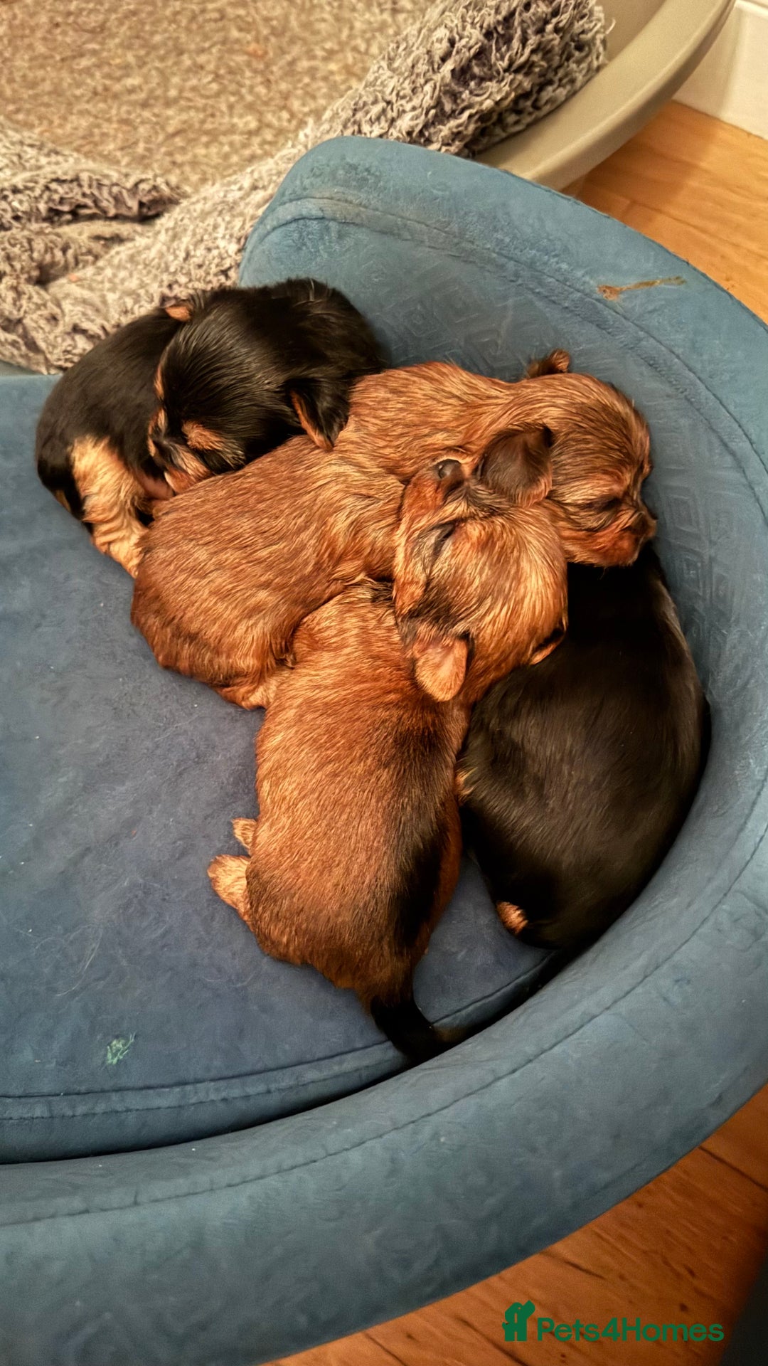 Yorkshire Terrier dogs for sale: Yorkshire terrier puppy  - Image 12