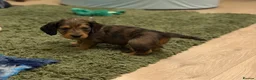 Dachshund dogs for sale: 2 KC Standard Long Haired Dachshund Puppies - Advert 13