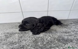 Cocker Spaniel dogs for sale: 6 stunning show type cocker spaniels  - Image 14