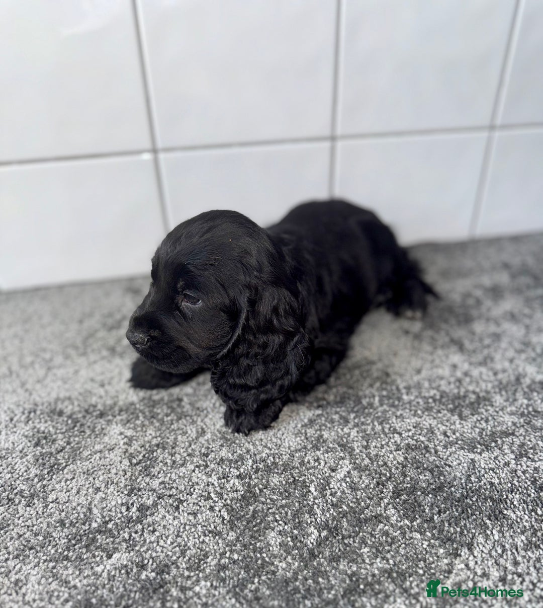 Cocker Spaniel dogs for sale: 6 stunning show type cocker spaniels  - Image 14