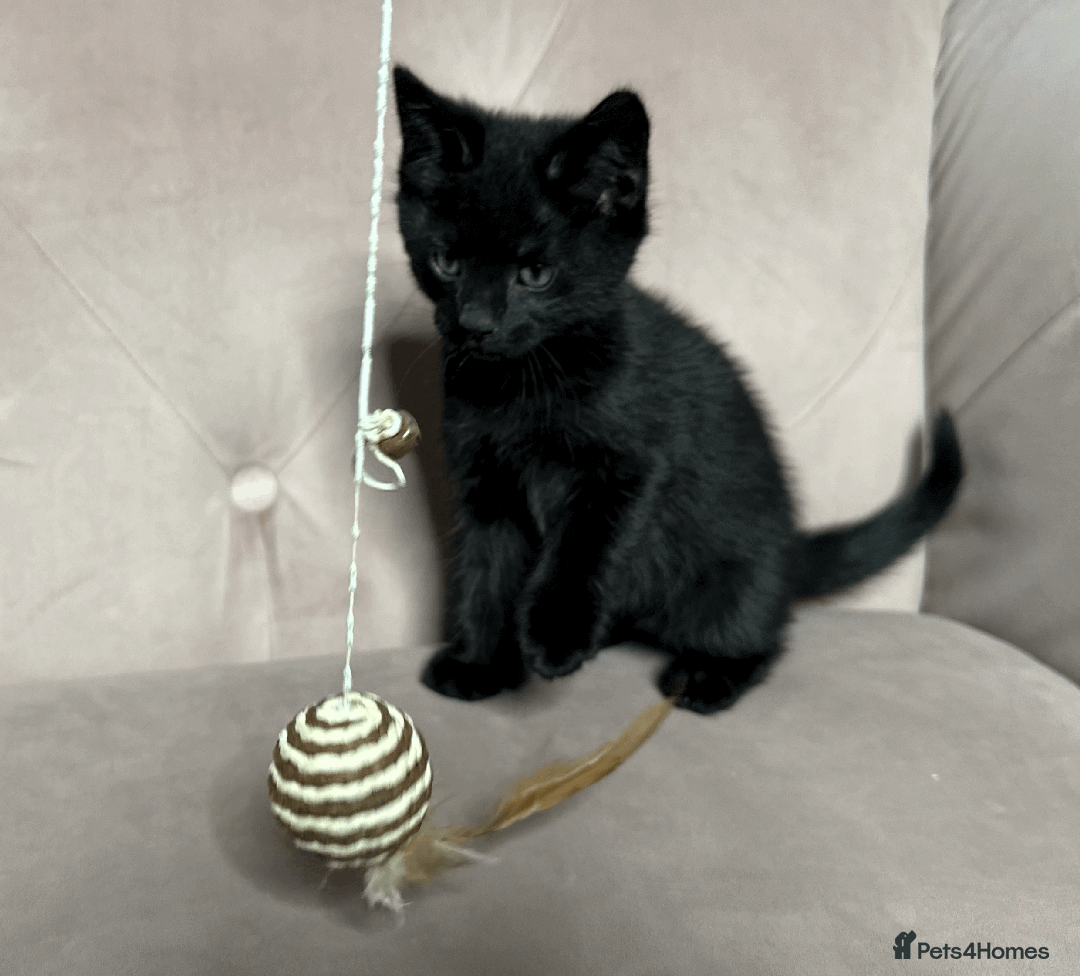 Mixed Breed cats for sale: Half Siberian Kittens, One boy left - Advert 6