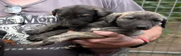 Caucasian Shepherd Dog dogs for sale: Caucasian/Wolfhound  - Advert 6