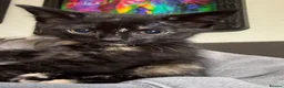 Mixed Breed cats for sale: Female kittens ready for new loving home - Advert 3