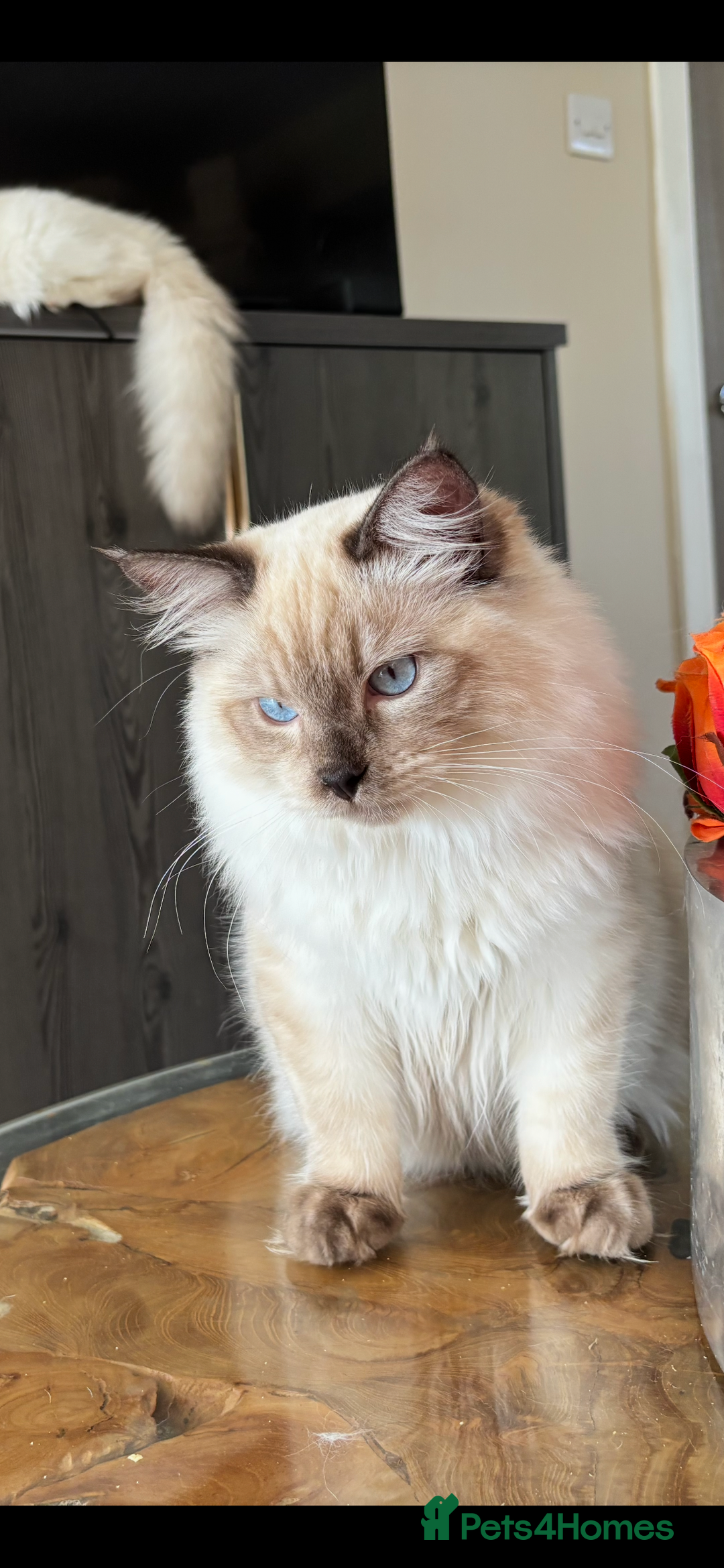 Ragdoll cats for sale: TICA DNA tested 5 Gen Pedigree  - Image 8