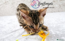 Bengal cats for sale: Champion line Superb Bengal Kittens  - Image 20