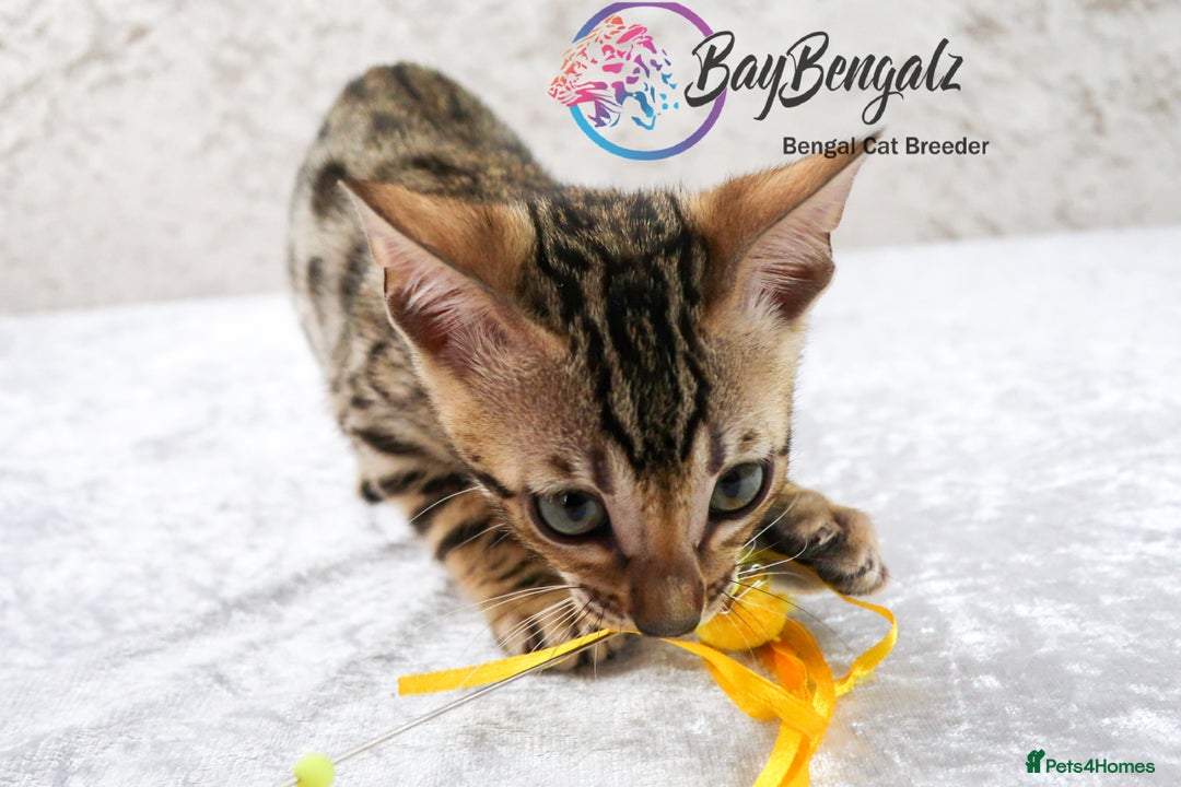 Bengal cats for sale: Champion line Superb Bengal Kittens  - Image 20
