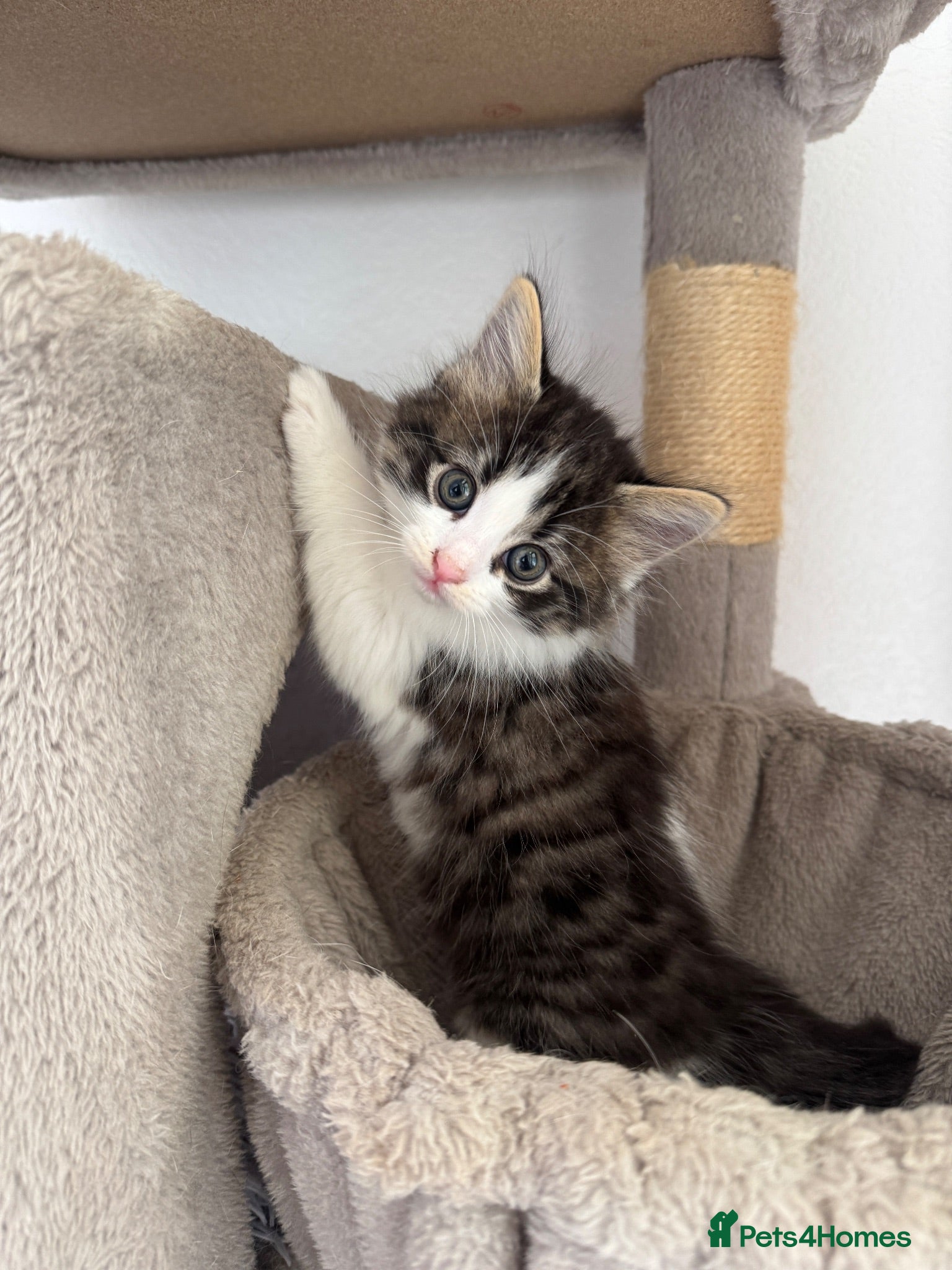 Mixed Breed cats 4 gorgeous kittens for sale  - Advert 1