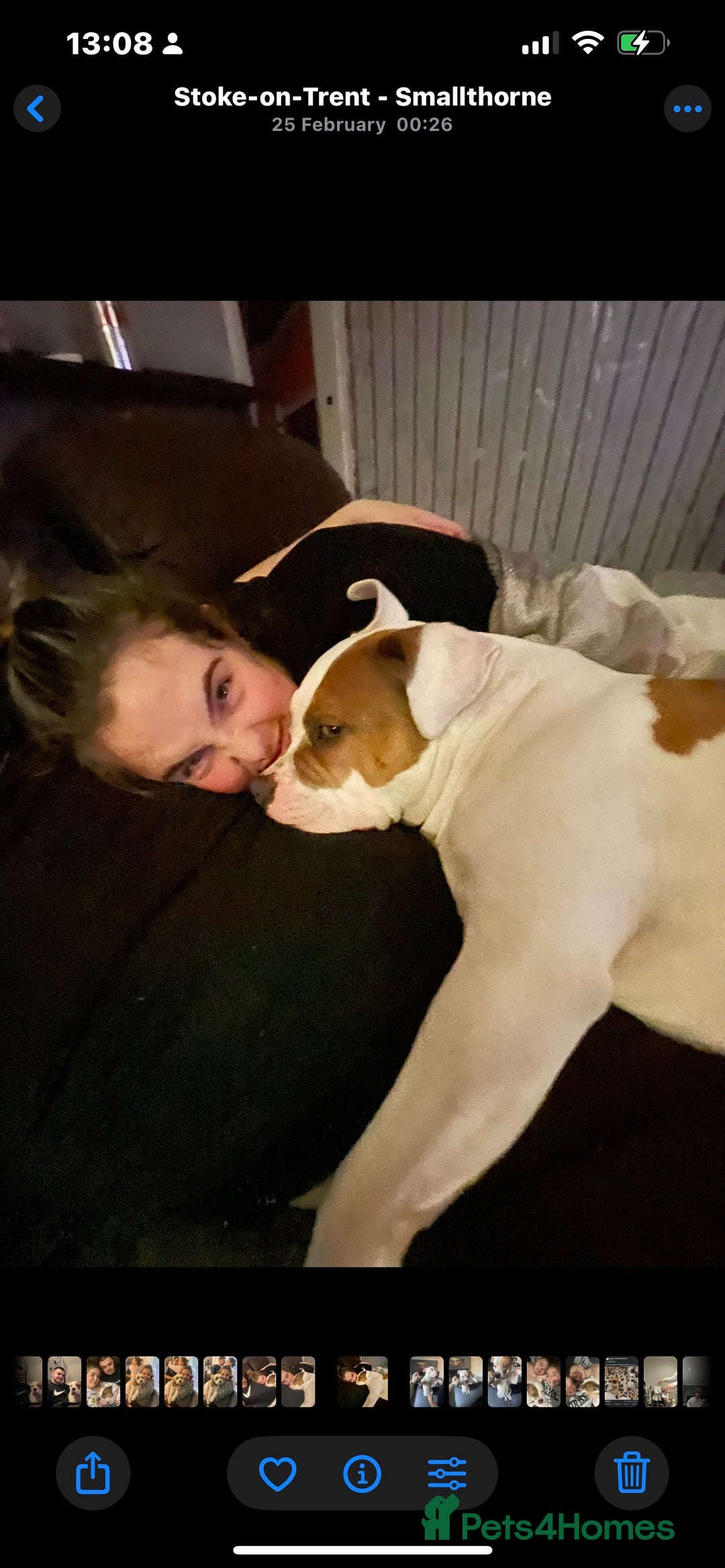 Mixed Breed dogs for sale: Looking to Rehome My Beautiful Girl, Lola - 2 yrs - Image 11