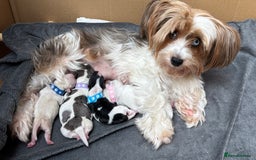 Biewer Terrier dogs for sale: 4 Biewer Terrier Puppies for Sale in Cheshire  - Image 14