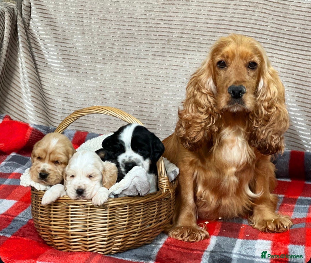 Cocker Spaniel dogs for sale: SHOW TYPE COCKER SPANIEL PUPPIES  - Advert 16