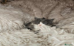 Mixed Breed cats for sale: 2 very big beautiful fluffy kittens - Image 5