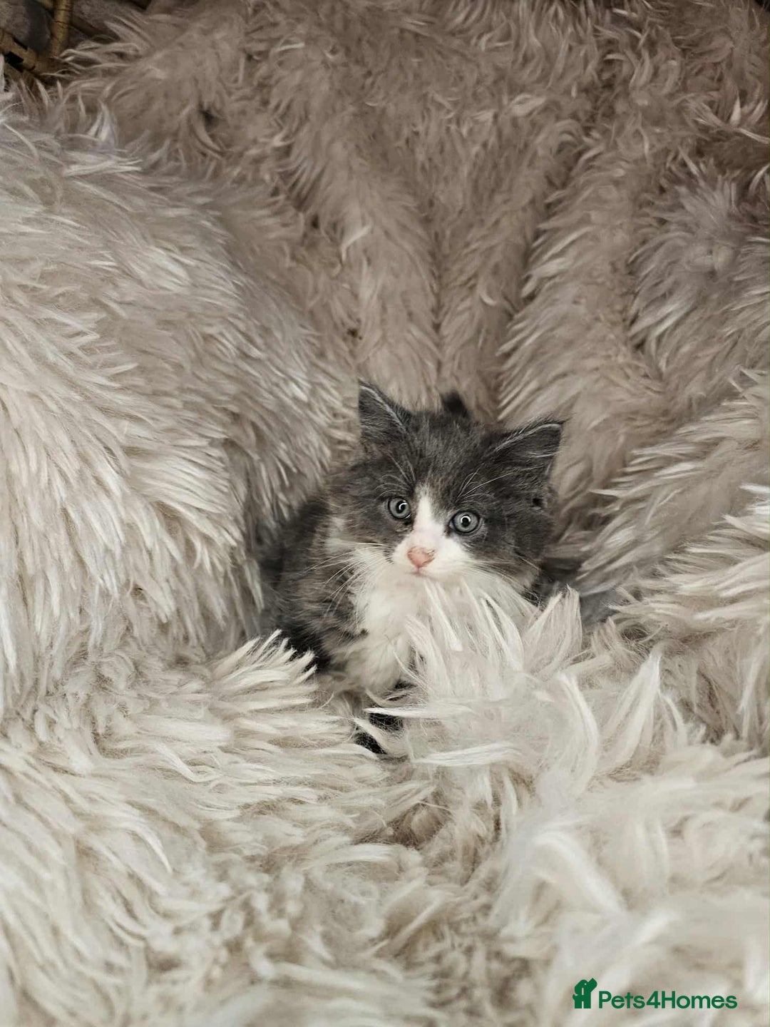 Mixed Breed cats for sale: 2 very big beautiful fluffy kittens - Image 5