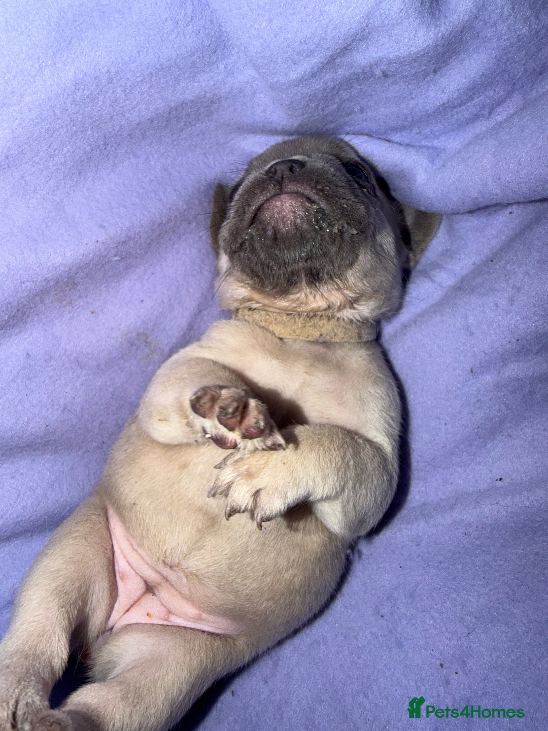 French Bulldog dogs for sale: French bulldog puppies  - Advert 19