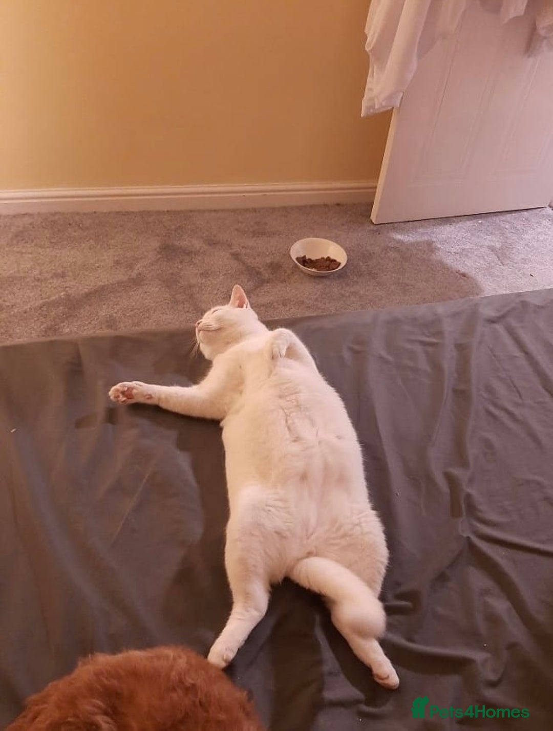 Mixed Breed cats for adoption: Urgent: 6 yr old Button needs new home ASAP - Advert 6