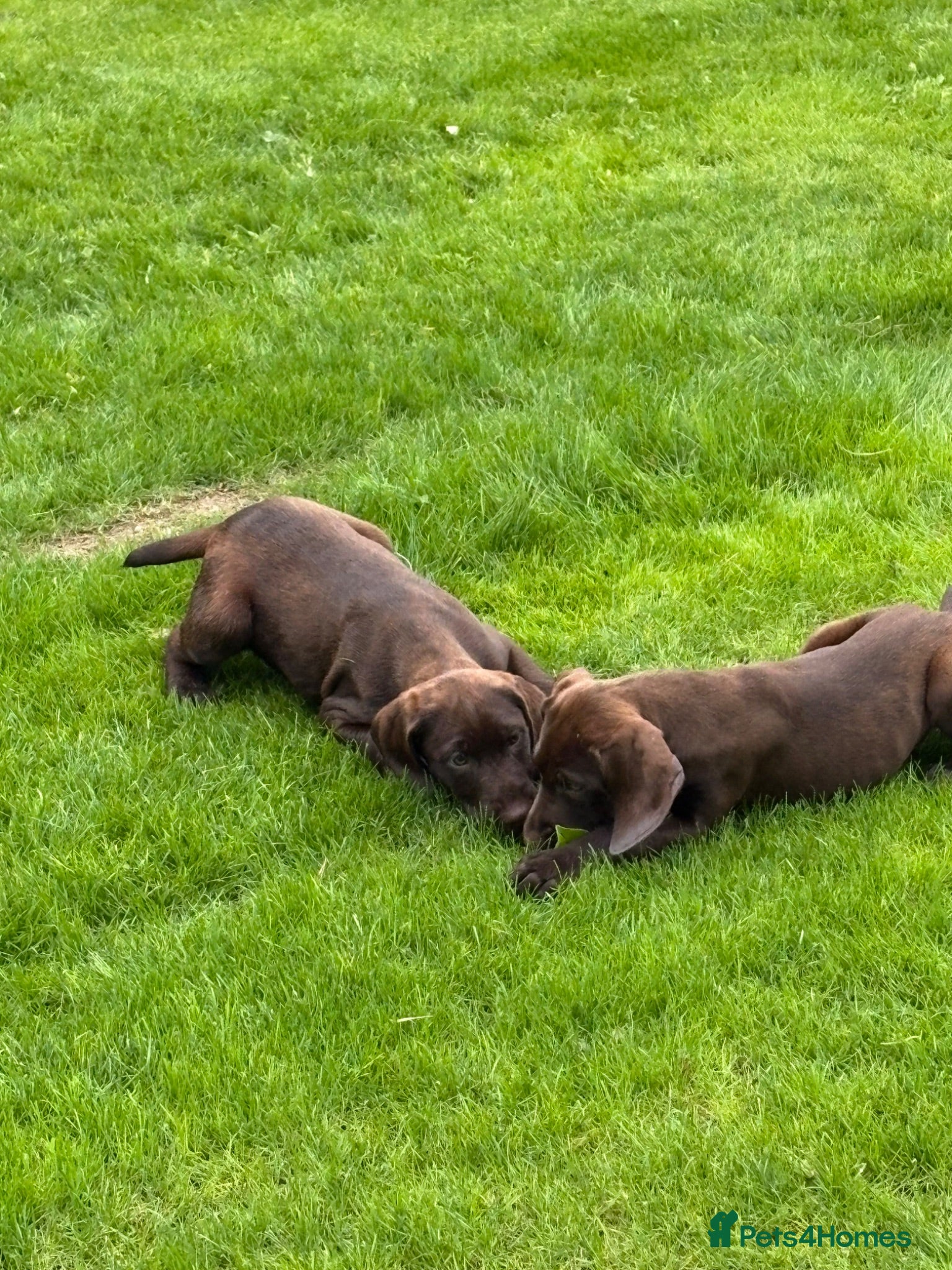 Mixed Breed dogs 💫3 Beautiful Pointer puppies💓💓💙💫 - Advert 2