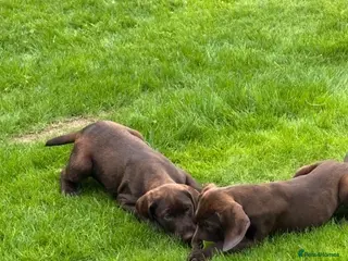 Mixed Breed dogs 💫3 Beautiful Pointer puppies💓💓💙💫 - Advert 13