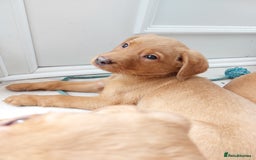 Labrador Retriever dogs for sale: Fox red labrador pups  - Image 4