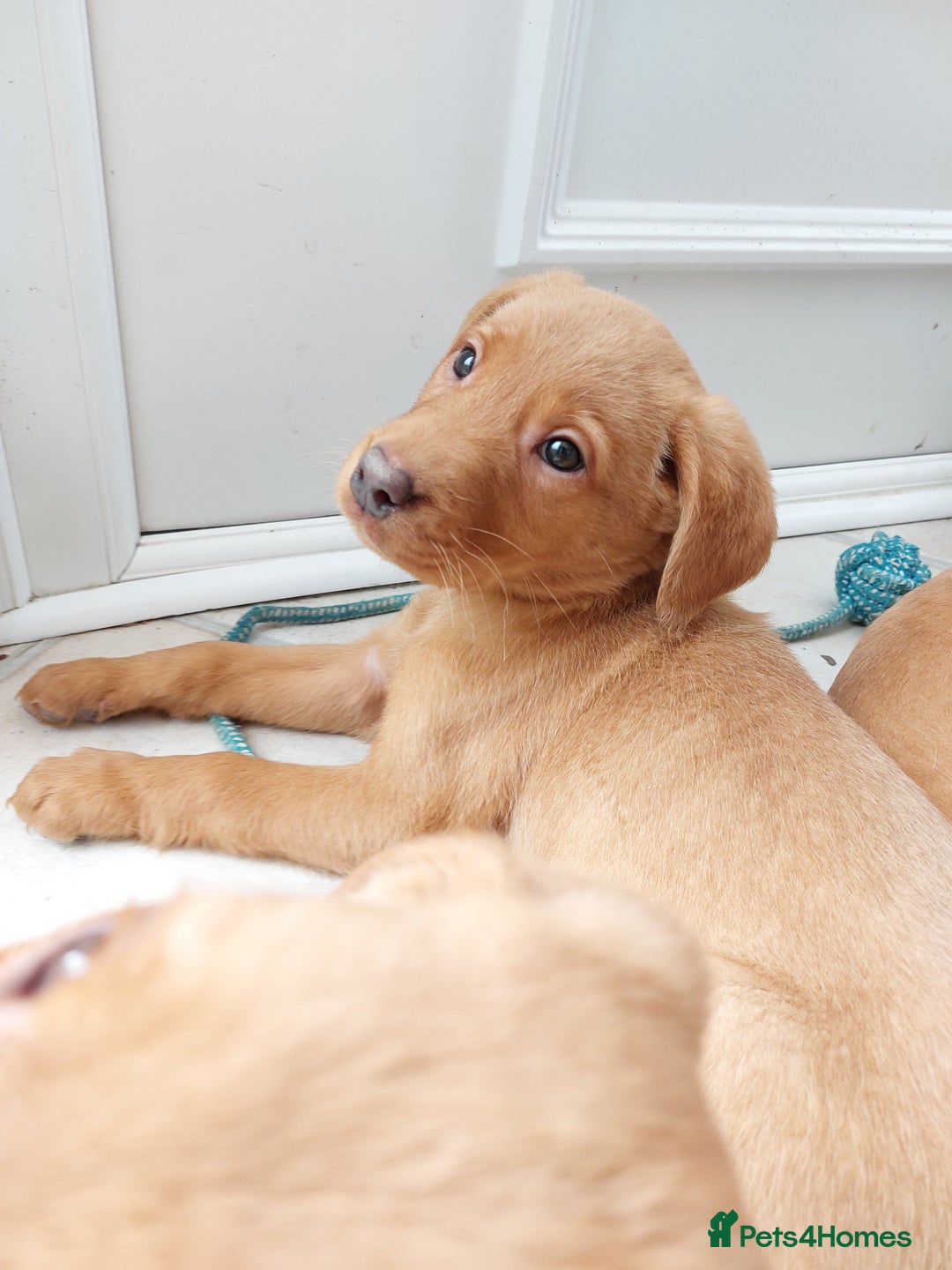 Labrador Retriever dogs for sale: Fox red labrador pups  - Image 4