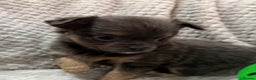 Chihuahua dogs for sale: Female Rare blue tan LC and black tri colour  - Advert 7