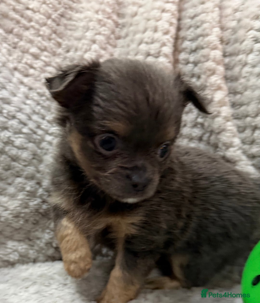 Chihuahua dogs for sale: Female Rare blue tan LC and black tri colour  - Advert 7