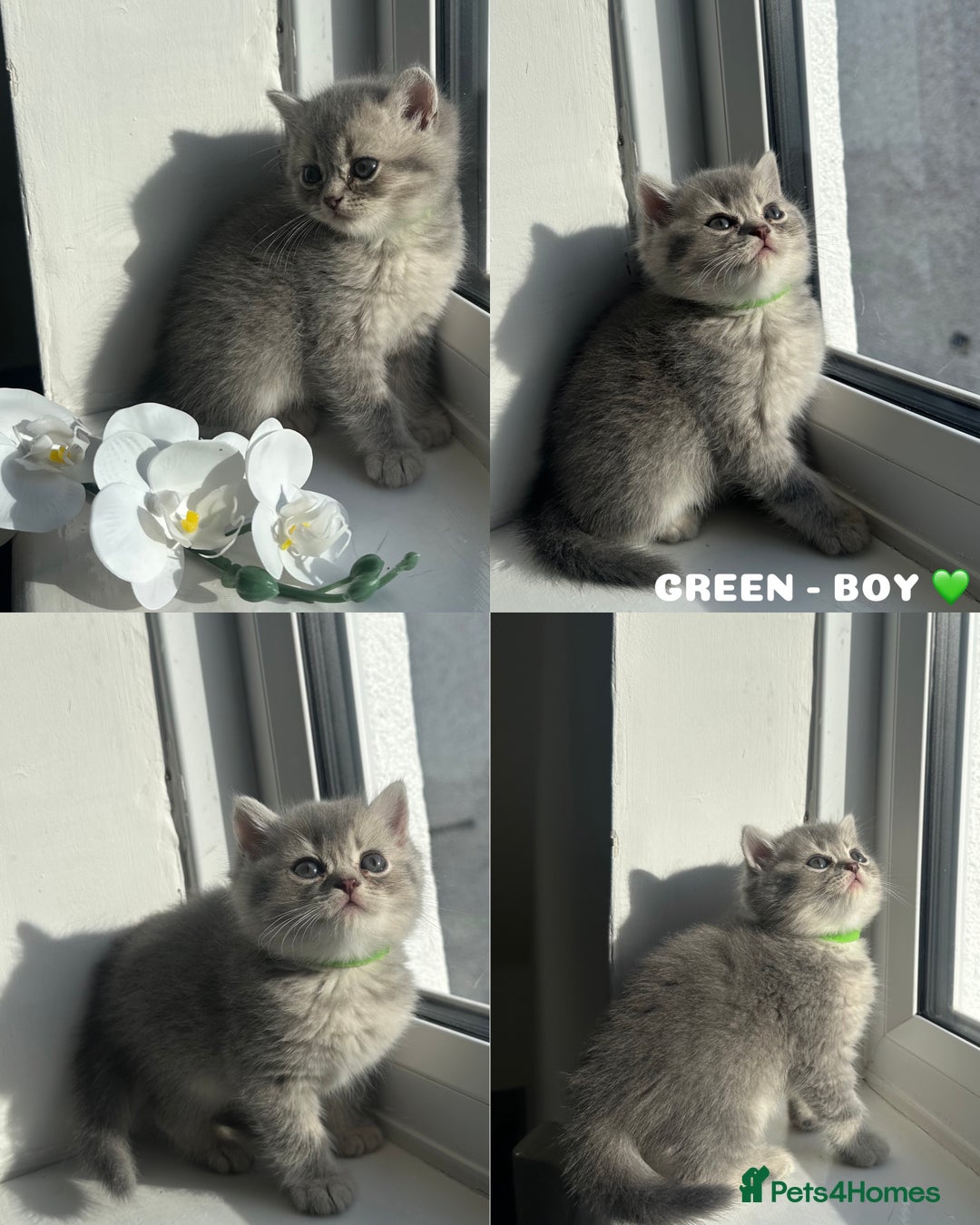 British Shorthair cats for sale: ⭐️TICA registered British Shorthair kittens⭐️ - Image 4