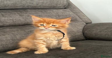 Maine Coon cats - Advert 4