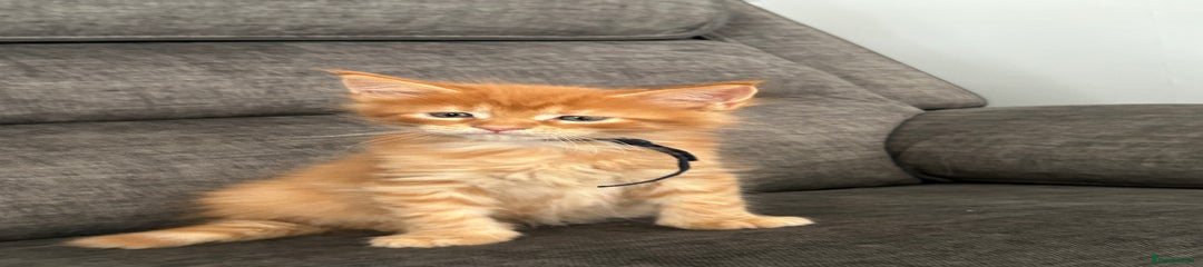 Maine Coon Kitten 7