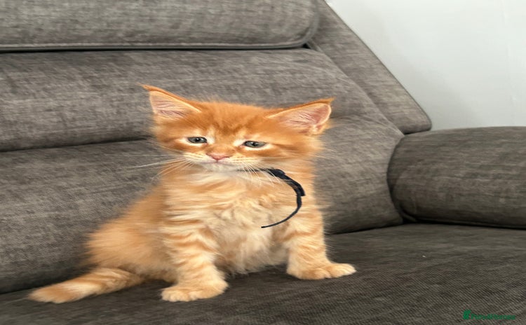 Maine Coon cats - Advert 3