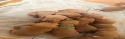 Hungarian Vizsla dogs for sale: !!REDUCED!! Beautiful KC Registered Vizsla Pups - Advert 26