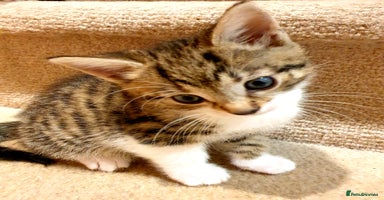 Mixed Breed cats - Advert 3