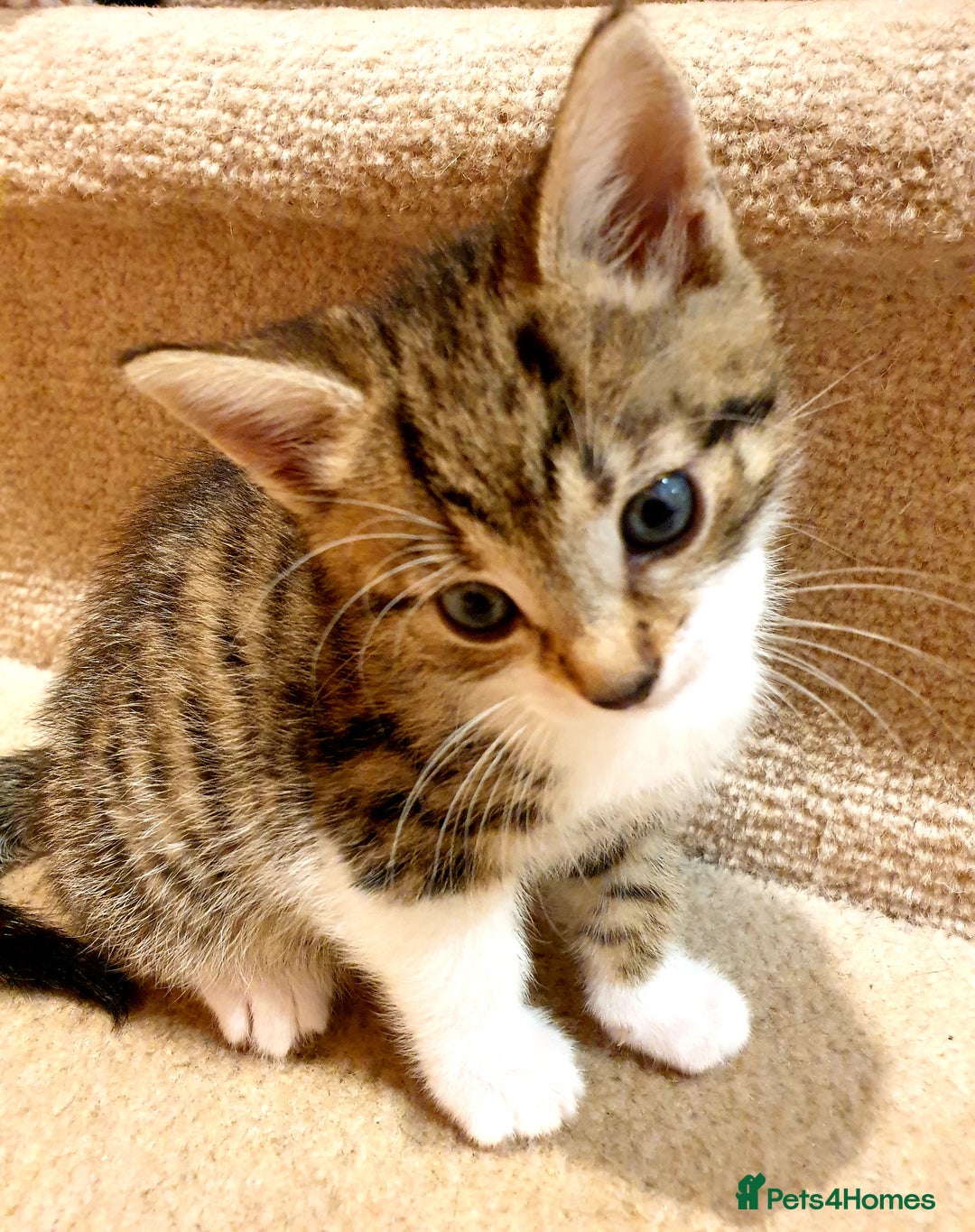 Mixed Breed cats for sale: Adorable trio of kittens  - Image 2