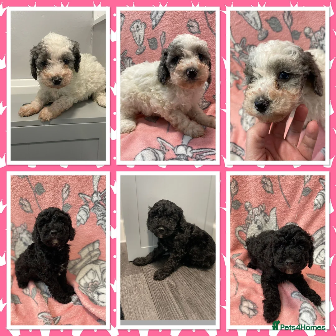 Cavapoo dogs for sale: Beautiful cavapoo puppies ready now - Advert 15