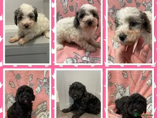 Cavapoo dogs Beautiful cavapoo puppies - Advert 2