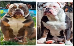 Olde English Bulldogge dogs for sale: Olde English bulldogs puppies  - Image 40
