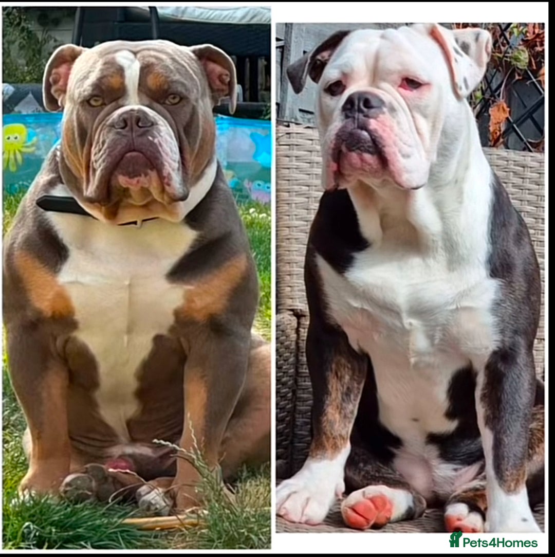 Olde English Bulldogge dogs for sale: Olde English bulldogs puppies  - Image 40