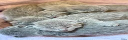 Russian Blue cats for sale: *TOP* Quality TICA Pedigree Russian Blue Kittens  - Advert 3