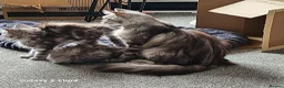 Maine Coon cats for sale: 🐾 Stunning Silver Tabby Maine Coon Boy 🐾 in Caerphilly - Advert 8