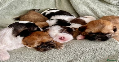 Shih Tzu dogs - Advert 3