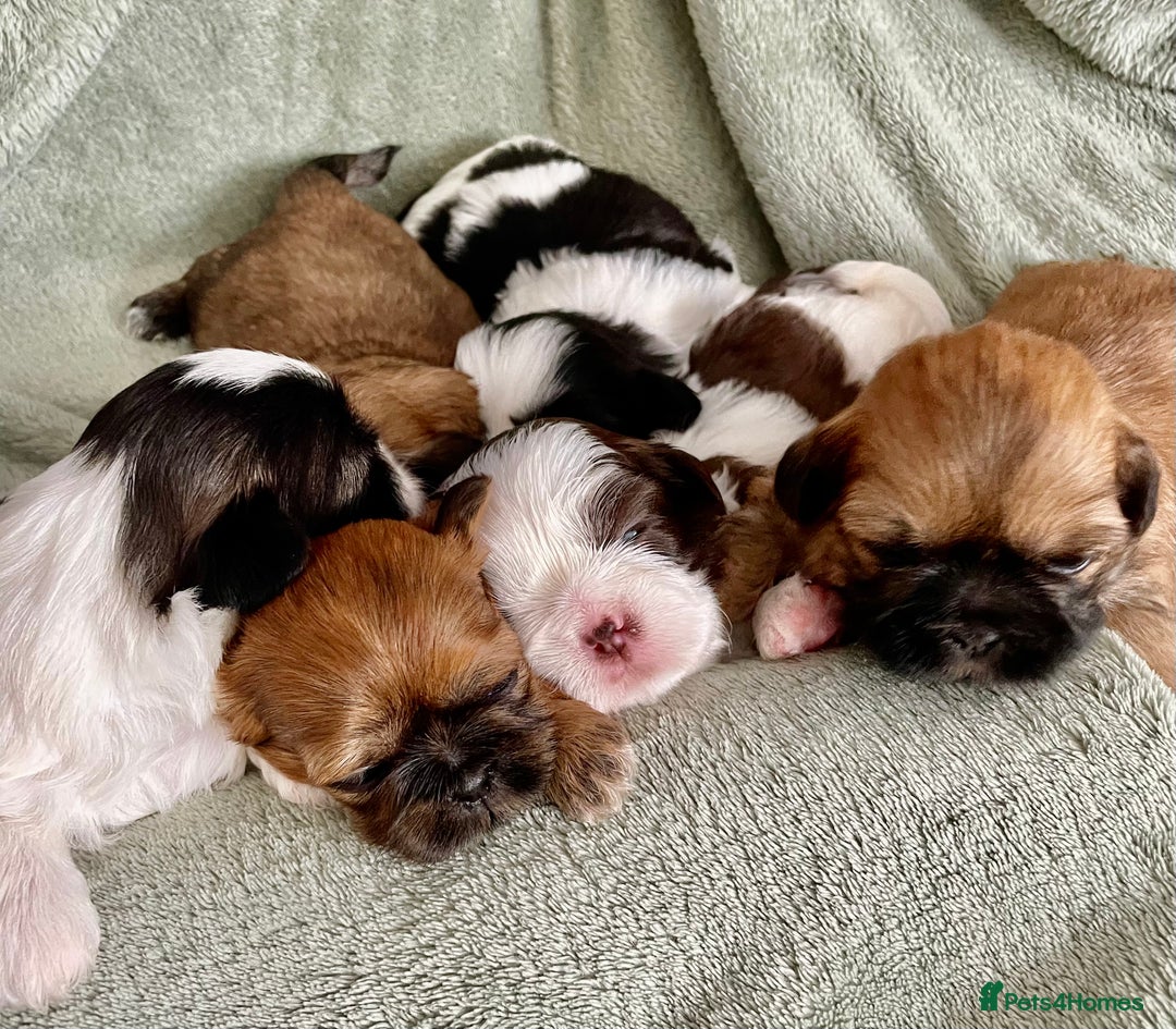 Shih Tzu dogs for sale: Adorable Imperial Shih Tzu Puppies - Image 30