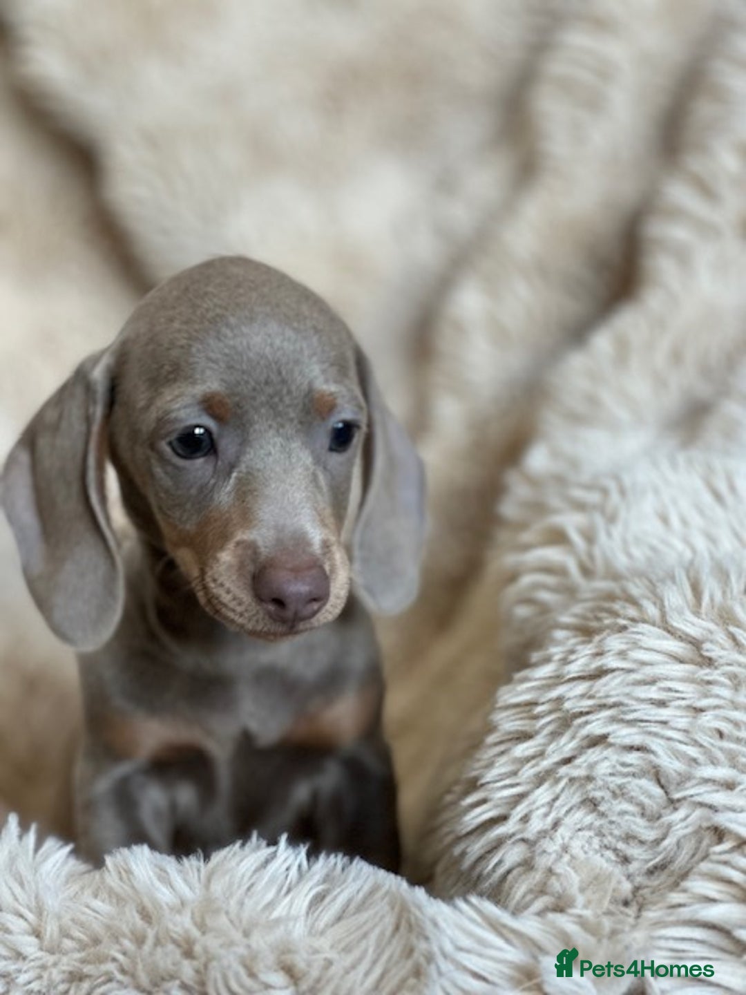Miniature Dachshund dogs for sale: Stunning ISABELLA miniature dachshunds  - Advert 13