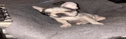 French Bulldog dogs for sale: French bulldog puppy in Nuneaton - Advert 3