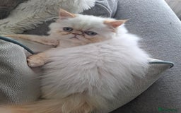 Persian cats for sale: Persian Himilayan Kittens For Sale GCCF Registered - Image 9