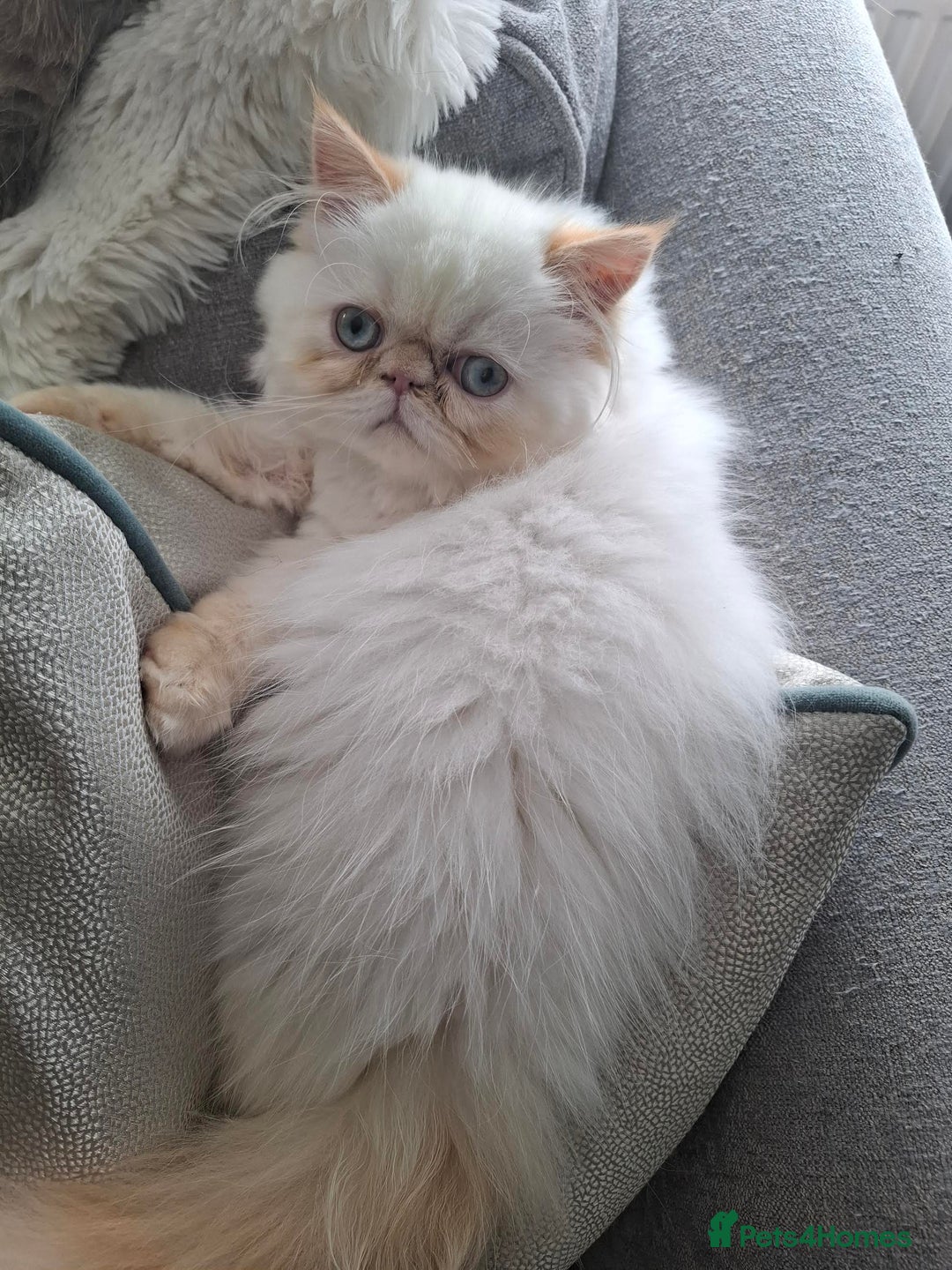 Persian cats for sale: Persian Himilayan Kittens For Sale GCCF Registered - Image 9