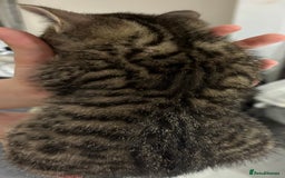Mixed Breed cats for sale: The most loving bundles of fluff  - Image 2