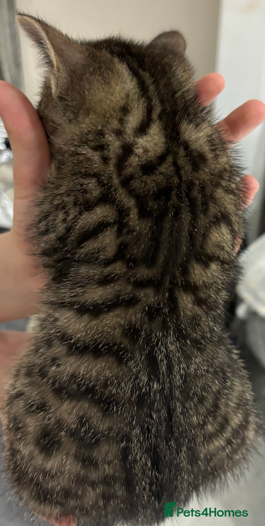 Mixed Breed cats for sale: The most loving bundles of fluff  - Image 2